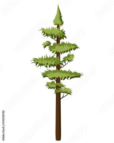 Tall Pine tree in realistick style. Evergreen forest coniferous spruce tree.