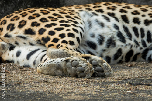 Close up or detail shot of wild male leopard or panther or panthera pardus fusca paws or foot shape with soft padded black skin in outdoor wildlife jungle safari at forest of central india asia