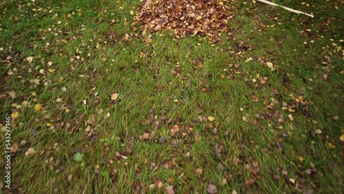 the camera flies over a meadow on which there are a lot of leaves and which have been heaped together. A rake is laying beside the leaves heap. 