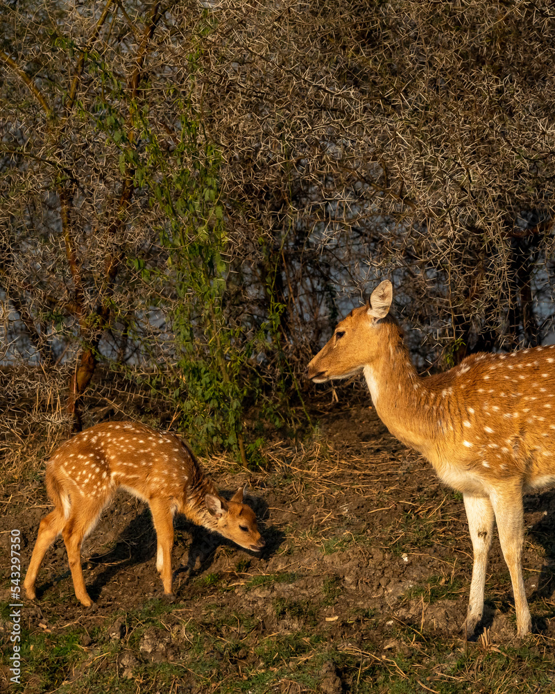 watchful mother spotted deer or chital or axis deer with her little fawn in wild forest of india asia watchful mother spotted deer or chital or axis deer with her little fawn in wild forest of india asia