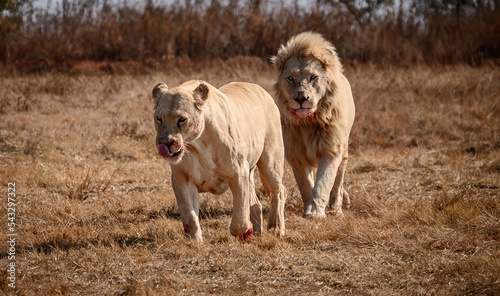 Lion, the King of Jungle and the Lioness, after their delicious kill meal, South Africa. photo