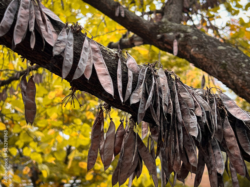 abundant autumn pods on tree branch