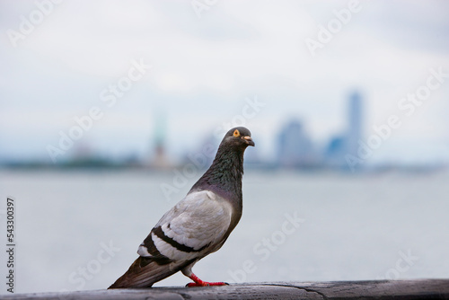 Photography Pigeon on handrail with skyline of New York City Skyline in background