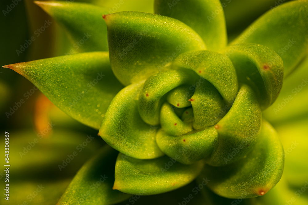 Detail of a beautiful succulent plant.