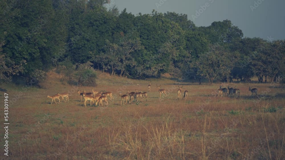 Amazing close-up of a herd of impala in the real african savannah Amazing close-up of a herd of impala in the real african savannah