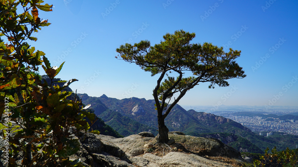 The strong beauty of pine trees growing on rocks. The strong beauty of pine trees growing on rocks.