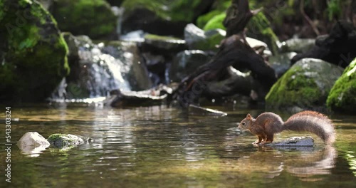 Red squirrel jump from rock to rock with beautiful light