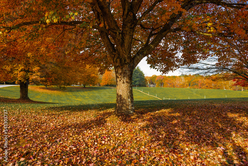 autumn trees by the hill