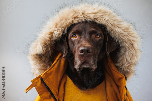 Photography Labrador retriever dog in a fluffy hood and a yellow down jacket looks at the camera