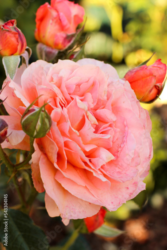  Top view of an apricot - orange Rose Mary Ann photo