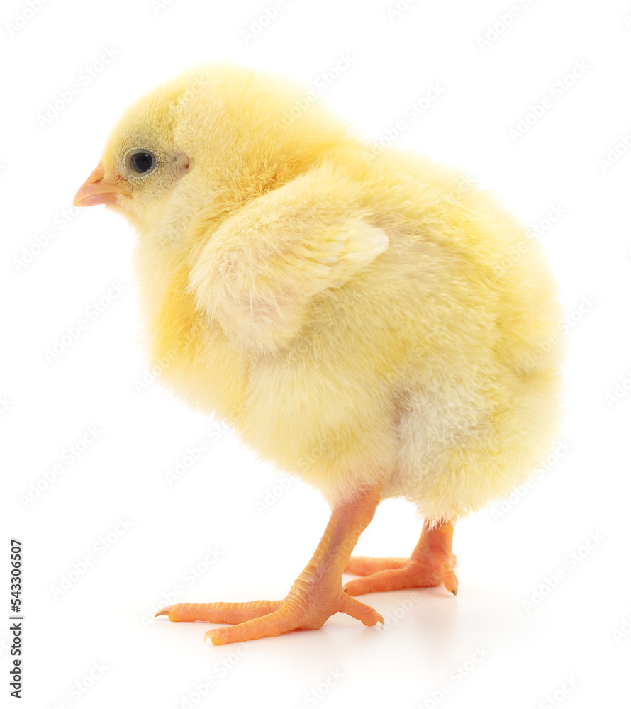 Obraz premium Small yellow chicken