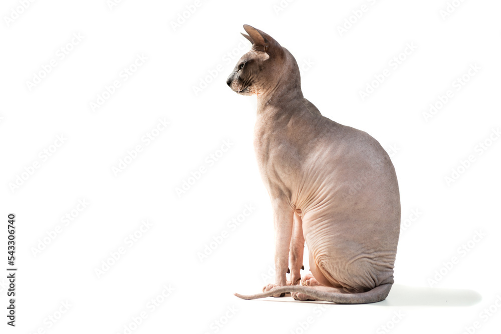 sphinx cat portrait in classic pose isolated on white background