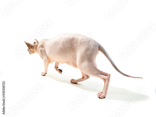 sphinx cat hunting pose portrait from back on white background