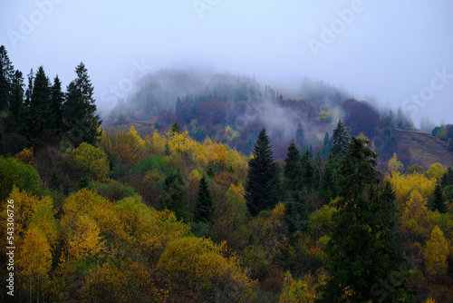 Fog covers the autumn forest in the mountains