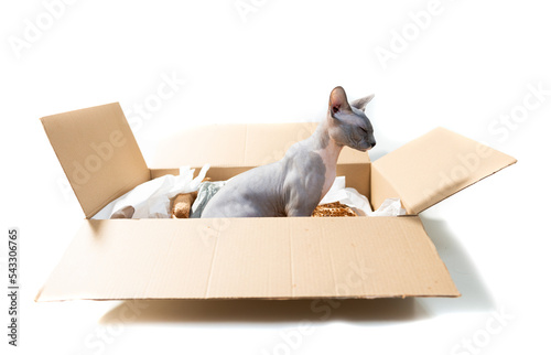 little sphinx cat inside parcel carton box isolated on whtite background photo