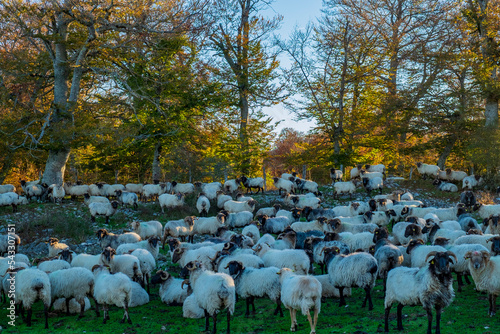 flock of sheep photo