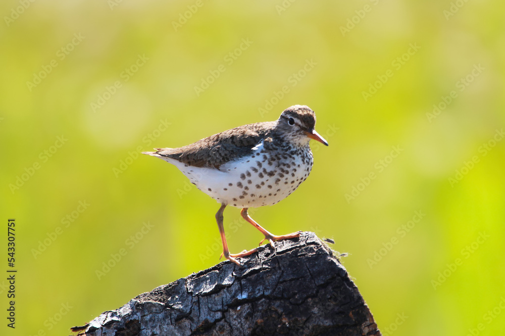 Littele Spotted sandpiper is standing on the log on the green background. Littele Spotted sandpiper is standing on the log on the green background.
