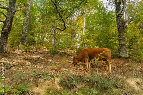 A cow of the Asturian mountain breed searches for acorns in the forests of Soto de Sajambre in the Picos de Europa National Park