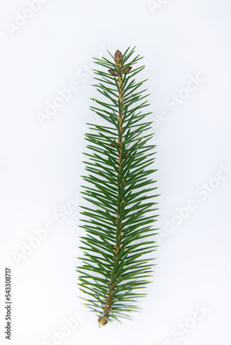 a branch of a Christmas tree on a white background