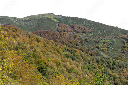 Beech forest in autumn in Soto de Sajambre within the Picos de Europa National Park in Spain with the isolated sky