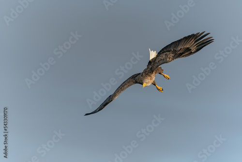 white tailed eagle (Haliaeetus albicilla) in flight, fishing. Oder delta in Poland, europe. Blue sky background. Copy space. 