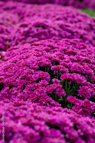 close up of pink and purple flowers