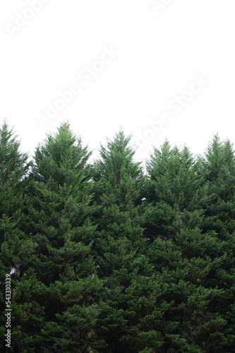 pine forest in the morning