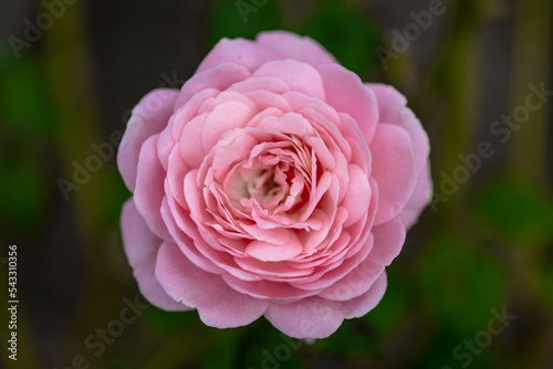 pink rose close up