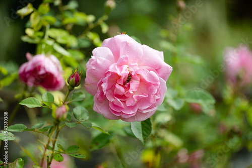 pink rose in garden