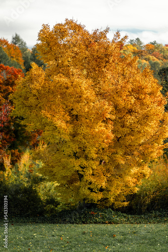 trees in autumn