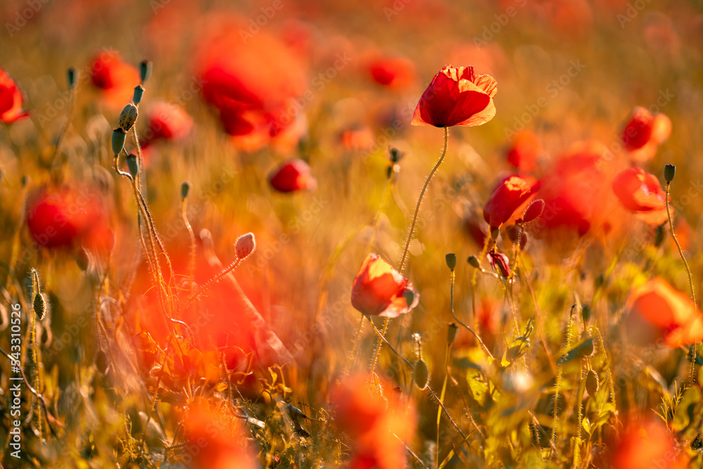 Fototapeta premium Mohnblumen