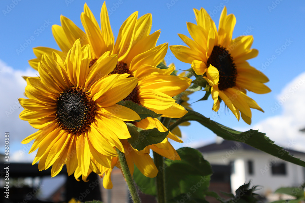 sunflower in the field