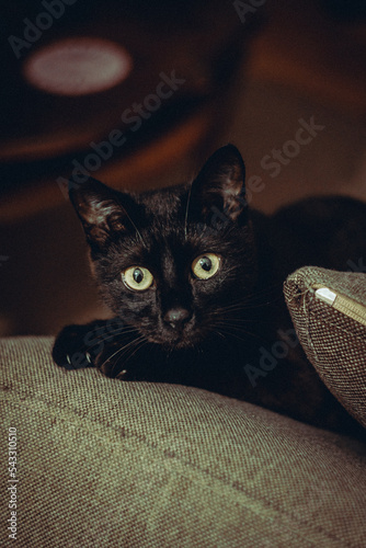 cat on a chair