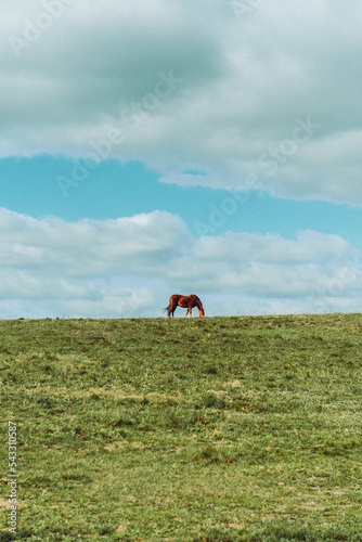 horse on a grass © Wojciech