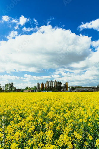Obraz w ramie field with sky