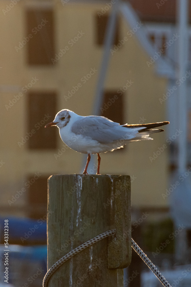 Obraz premium seagull on the pier