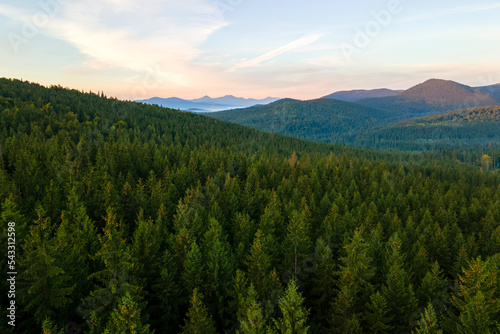 Aerial view of bright foggy morning over dark hills with mountain forest trees at autumn sunrise. Beautiful scenery of wild woodland at dawn