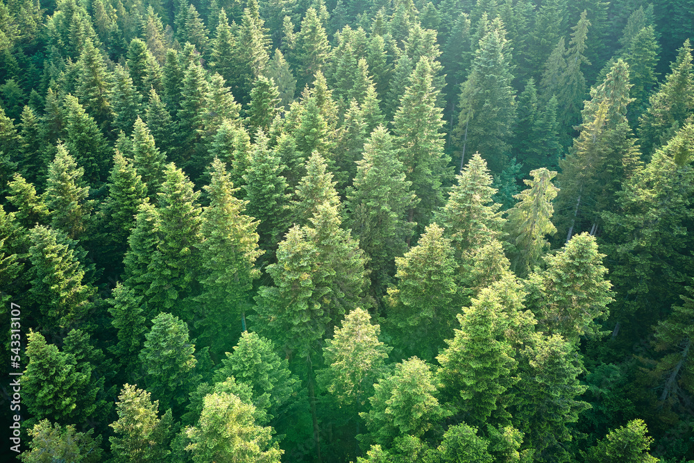 Fototapeta Aerial view of green pine forest with dark spruce trees. Nothern woodland scenery from above