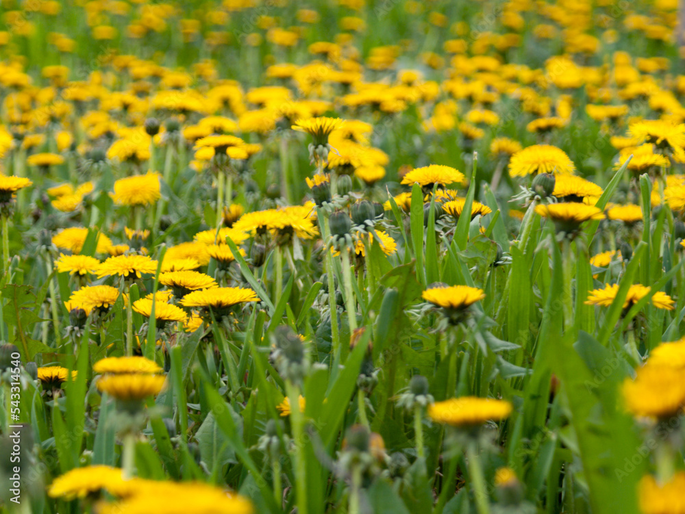 Fototapeta premium yellow dandelions in the field
