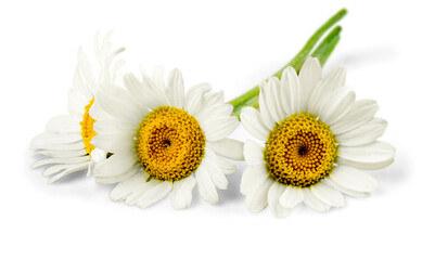Chamomile or daisy flowers - isolated