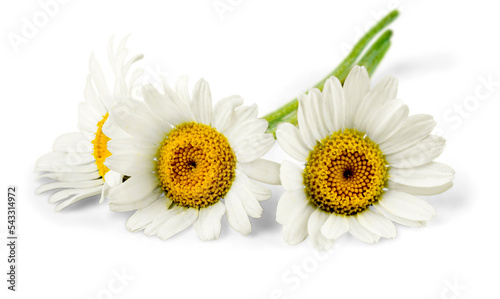 Chamomile or daisy flowers - isolated photo