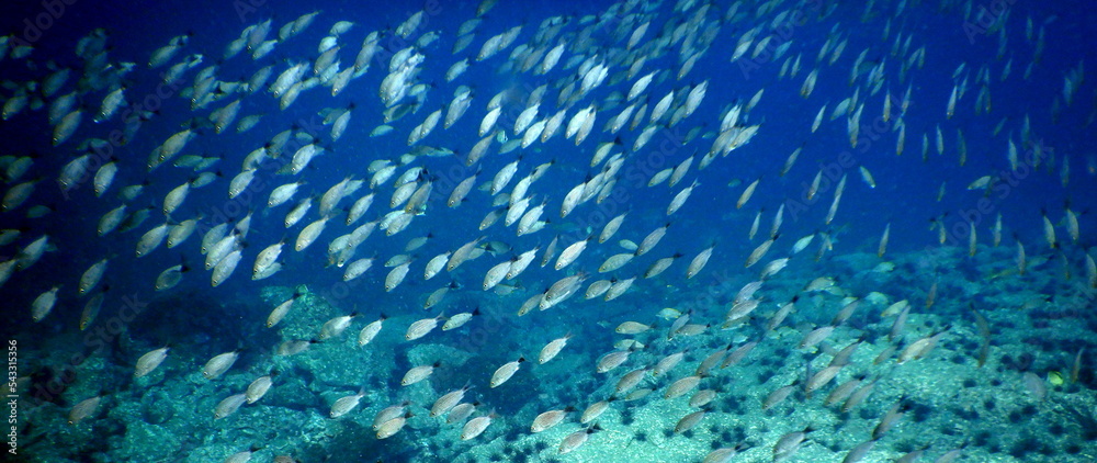 Naklejka premium Costa Rica Sea Life