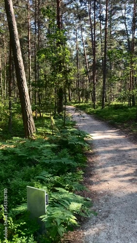 Green forest of deciduous trees with the sun casting its rays of light through the foliage. Vertical footage
