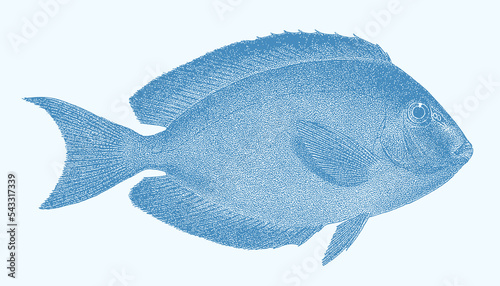 Elongate surgeonfish acanthurus mata, tropical marine fish in side view photo