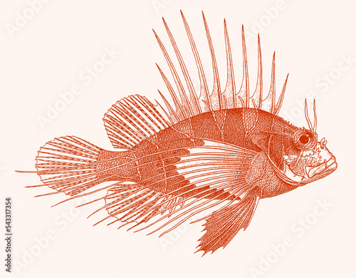 Red sea lionfish pterois cincta, venomous coral reef fish in side view