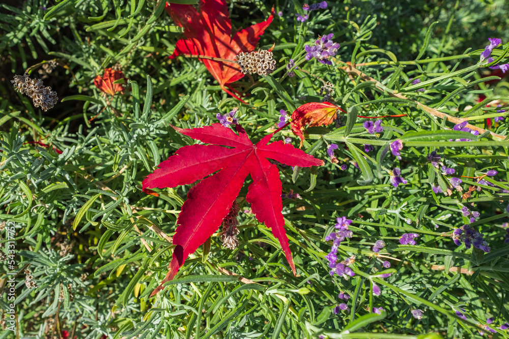 Autumn still life of maple leaves. Red Autumn Maple Leaf. Colorful autumn maple leaf on green grass Autumn still life of maple leaves. Red Autumn Maple Leaf. Colorful autumn maple leaf on green grass