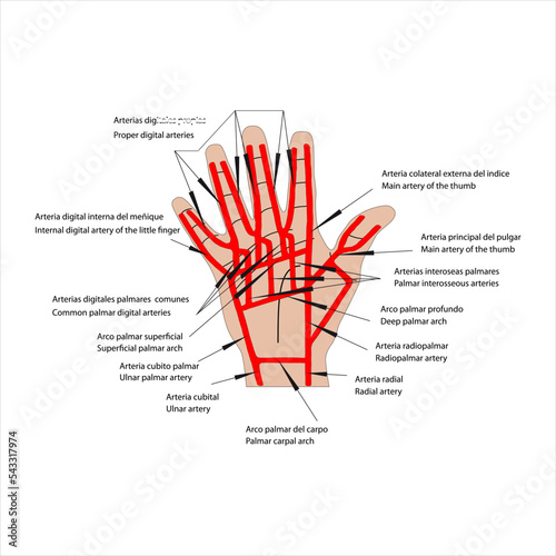 Anatomía humana Anatomía topografía de las arterias de la mano derecha vista palmar