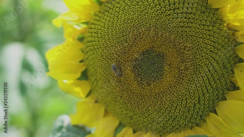 Beautiful sunflower on a sunny day with a natural background. Selective focus.
