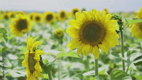 Beautiful sunflower on a sunny day with a natural background. Selective focus.