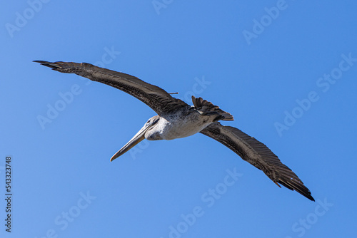 Seagull flying in the California coastline